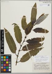 Foto von Salix lasiandra Benth.